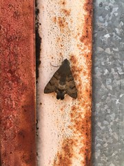 motel on a rusty metal background