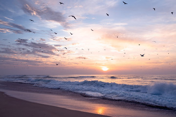 Pink sunset over the sea with flock of birds, California coastline, Guadalupe Dunes National Wildlife reserve