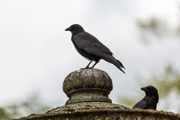 Crow in the city