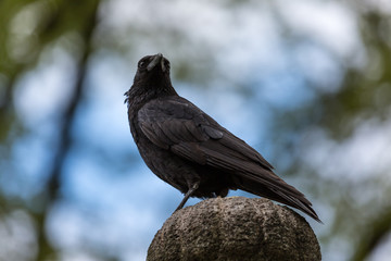 Crow in the city