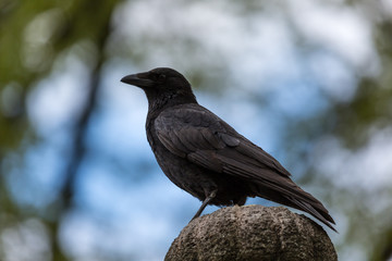 Crow in the city