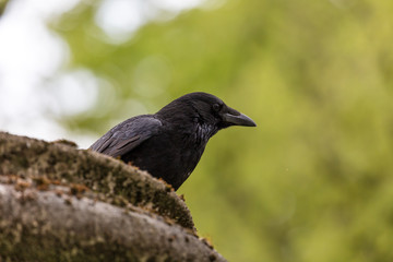 Crow in the city