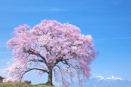 一本桜 の画像 10 5 件の Stock 写真 ベクターおよびビデオ Adobe Stock