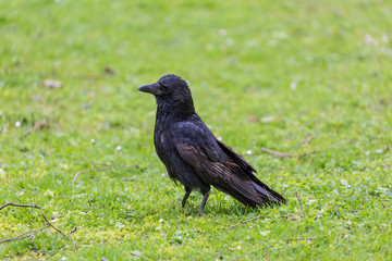 Crow on the grass field