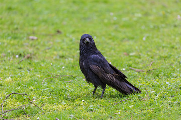 Crow on the grass field
