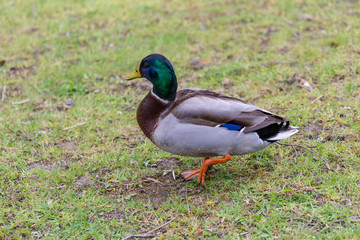 Duck on the grass field