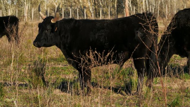 Camargue bulls in the Camargue fields of Manade Saint Louis