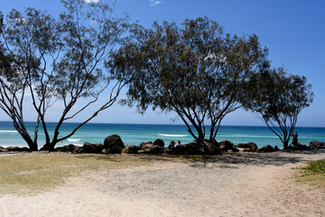 Trees on the beach on the Gold Coast