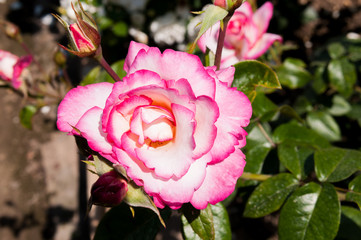 Pink garden rose (Handel)