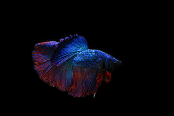 Fototapeta premium Betta splendens in Thailand.