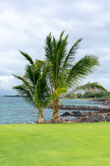 Palm tree near coast of ocean