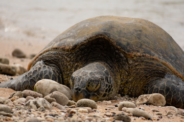 Giant sea turtle sleeping on the shore