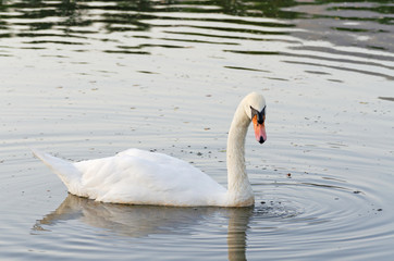 Cygnus olor, white mute swan swimming on lake
