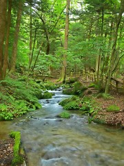 Obraz premium 尚仁沢湧水群の情景＠栃木