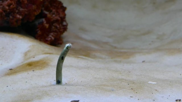 4K. Spotted garden eels are moving out of sand