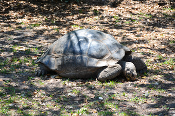 Fototapeta premium MIAMI, FL, USA - APRIL 29, 2018: Big turtle in Miami zoo, Florida