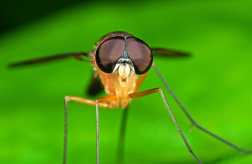 Macro Photo of Orange Robber Fly on Green Leaf