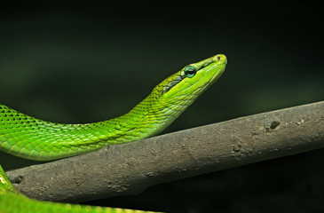 Obraz premium Red-Tailed Green Ratsnake on Nature Background