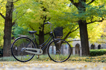 Fototapeta na wymiar bicycle parked in the park, among the fields of Ginkgo tree. The Bam is full of gardens. Beautiful to relax. Fitness concept Make a vintage tint