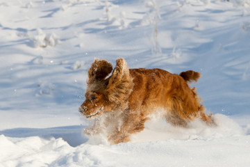 Cute puppy playing in the snow