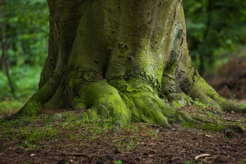 A colorful ground level view of the gigantic tree trunk, covered with moss at the base, with green old forest in the background, soft focus