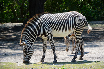 Fototapeta na wymiar MIAMI, FL, USA - APRIL 29, 2018: Beautiful zebra in Miami Zoo, Florida