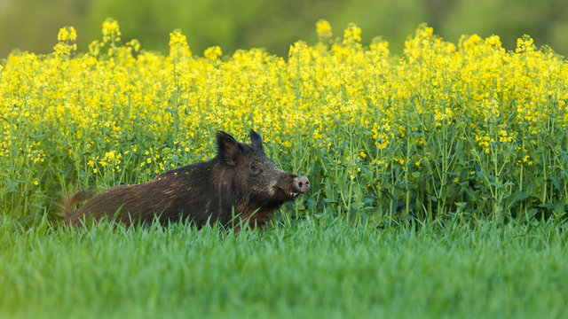 sanglier dans un champ de colza