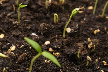 Growth of new life green plants glose up on ground background
