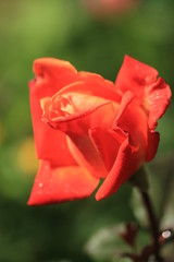 Rose on Doi Inthanon National Park in Chiang Mai, Thailand.