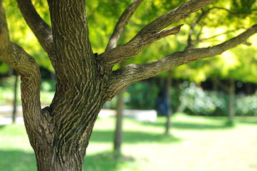 texture of tree bark with blurred background