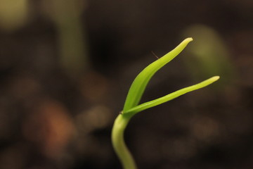 Growth of new life green plants glose up on ground background