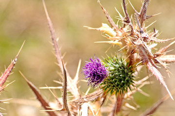 pero quien te quita lo bailao
