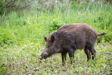 Naklejka na ściany i meble Wild boar ( Sus scrofa ) walking in nature still life. Dense forest trees, reeds and grass, wild landscape. The natural scenery , Wildlife.