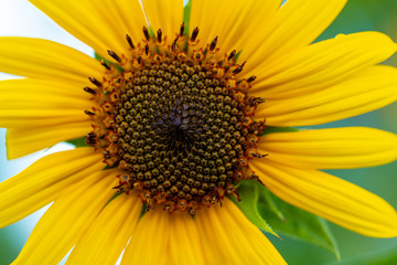 Naklejka premium Close up of Sunflower