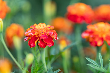 Marigolds in Garden