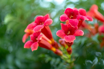 Fototapeta na wymiar Pink Flowers thriving
