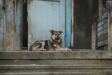 Dog sitting on the threshold of an old wooden house. Murmansk, Russia.