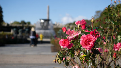 Pink Roses in the Vingeland Sculpture Park