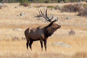 Elk in grassland