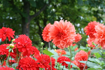 Dahlien