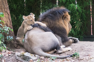 Babylöwe spielt mit Papa Löwe