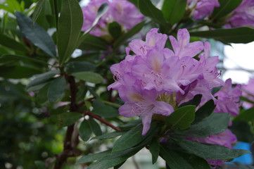 Beautiful bloom of pink rhododendron 