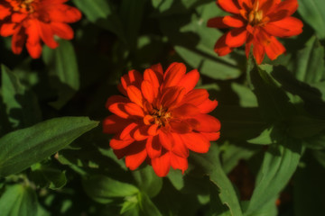 red flower in garden