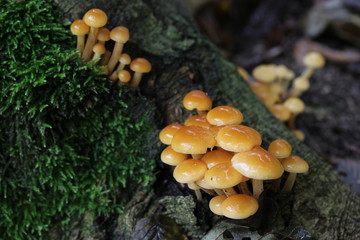 Mushrooms in the woods (Czech Republic, Europe)