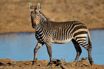 Fototapeta na wymiar A Cape mountain zebra (Equus zebra) at a waterhole, Mountain Zebra National Park, South Africa.