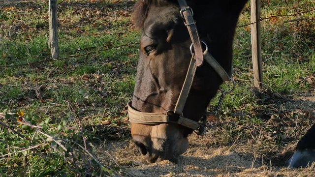 Mobilit&eacute; des l&egrave;vre du cheval.