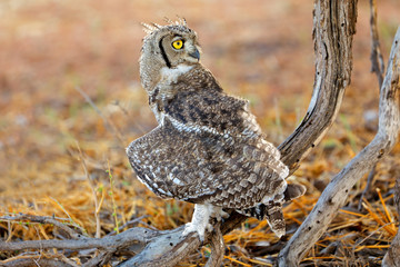 Spotted eagle-owl (Bubo africanus) in natural habitat, Kalahari desert, South Africa.