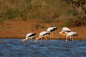 Yellow-billed storks (Mycteria ibis) foraging in shallow water, Kruger National Park, South Africa.
