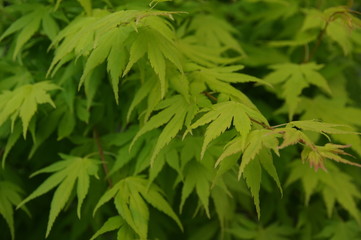 Green foliage of dwarf maple 