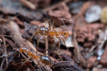 Invasive yellow crazy ants in Queensland, Australia